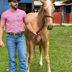 Calça Royal